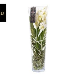 Vanda Lisanne 70 White