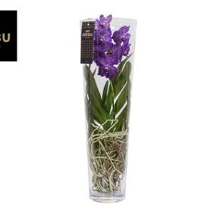 Vanda Lisanne 70 Purple