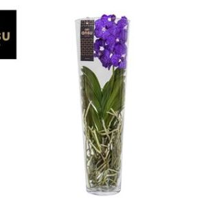 Vanda Lisanne 70 Blue