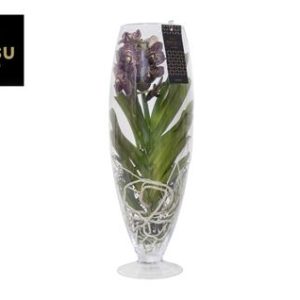 Vanda Champagne Brown