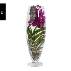 Vanda Champagne Cerise-fuchsia