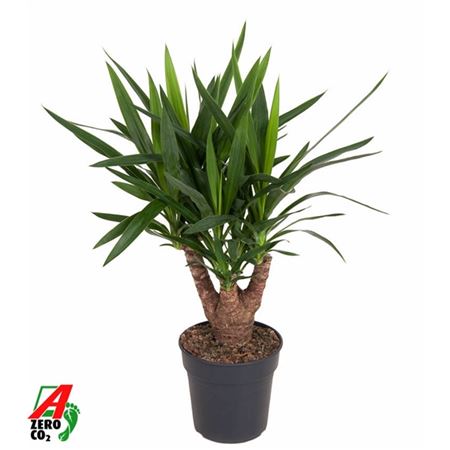 Yucca Branched Arms 3+