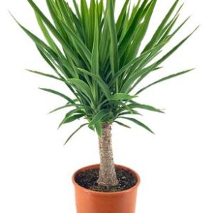 Yucca Elegans