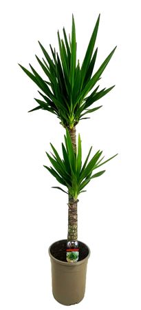Yucca 60-30 2+