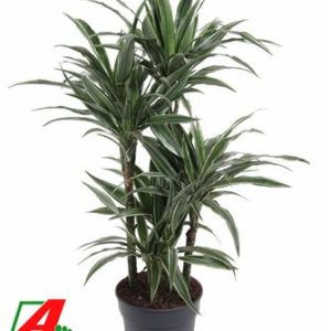 Drac Warneckei 60-carrousel