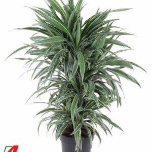 Drac Warneckei Branched