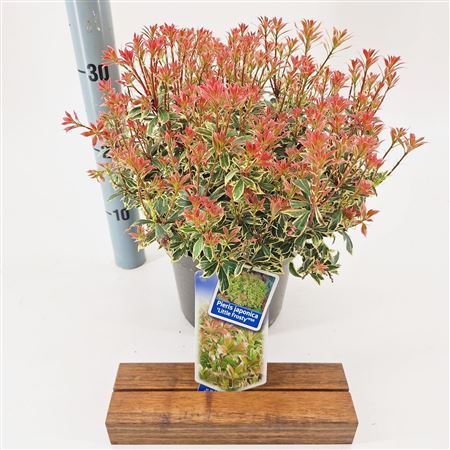 Pieris Jap Little Frosty