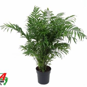 Chamaedorea Elegans