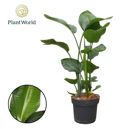 Strelitzia Nicolai 3pp