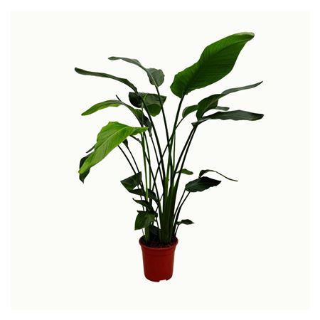 Strelitzia Nicolai 3pp