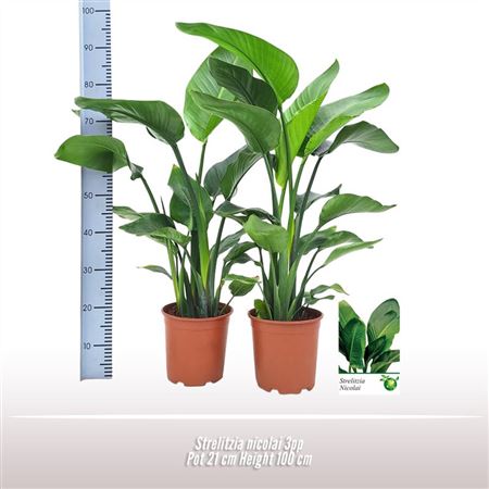 Strelitzia Nicolai 6pp