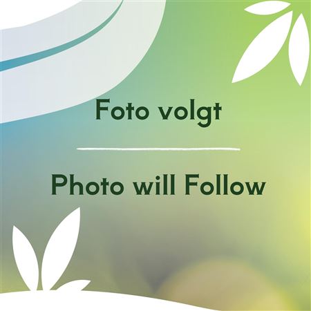 Rhodohypoxis Milloides Sally