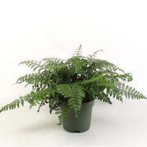 Растения предзаказ до 08.04.26 ч3