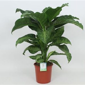 Dieffenbachia Memoria Corsii