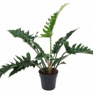 Philodendron Narrow