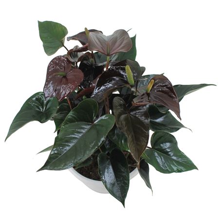 Anth An Paris Black Bowl