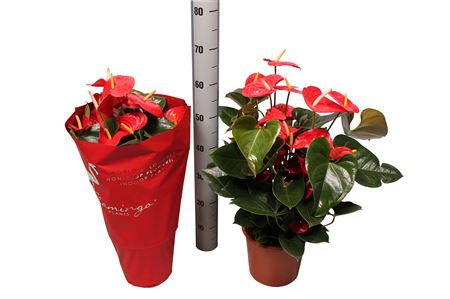 Anth An Jambo Red 8+