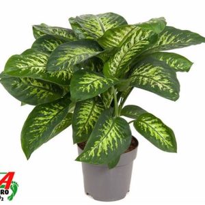 Dieffenbachia Reeva