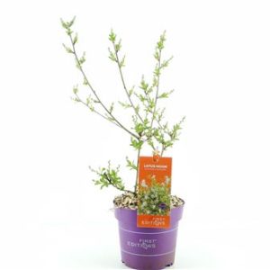 Exochorda Lotus Moon