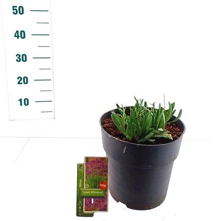 Allium Cobalt Millenium