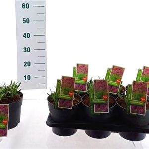 Allium Cobalt Millenium