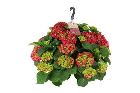 Hydrangea Ma Red Hanging Pot 20+