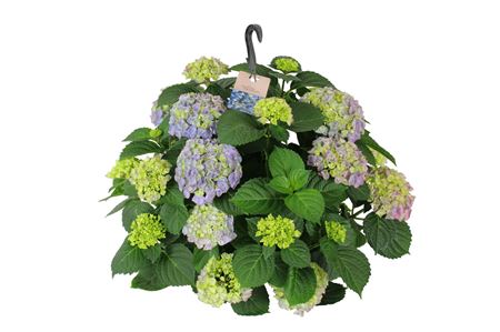 Hydrangea Ma Blue Hanging Pot 15+