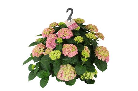 Hydrangea Ma Pink Hanging Pot 15+