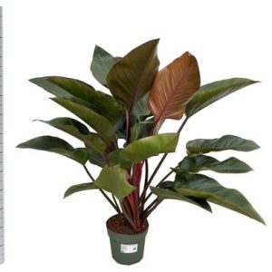 Philodendron Red Beauty + Watermeter