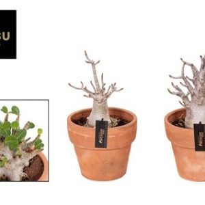 Adenium Ansu Baobab In Terracotta Pot