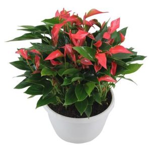 Anth An Trillions Red 20+ceramc