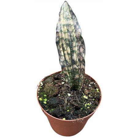 Sansevieria Kirkii Coppertone Variegata