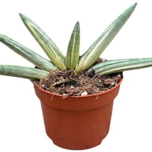 Sansevieria Boncel Variegata
