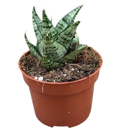 Sansevieria Ehrendel