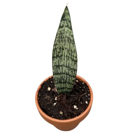 Sansevieria Everest