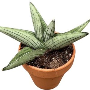 Sansevieria Rookie