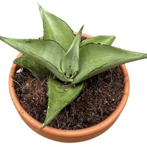 Sansevieria Manee Thawee