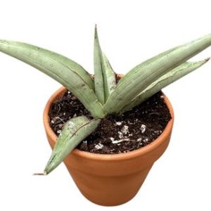 Sansevieria Swan Dancer