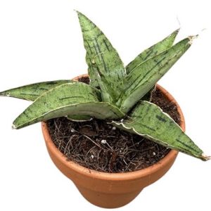 Sansevieria Snowflake