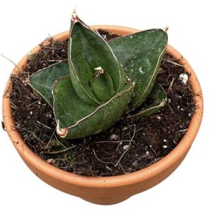 Sansevieria Opera House