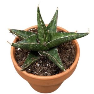 Sansevieria Prabu
