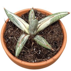 Sansevieria Lavranos Blue Clone