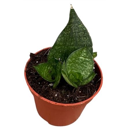 Sansevieria Ehrendel