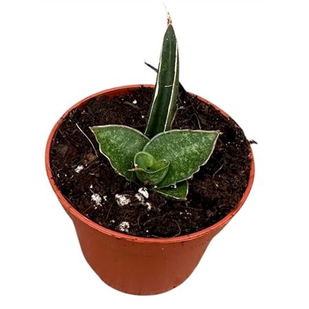 Sansevieria Prabu