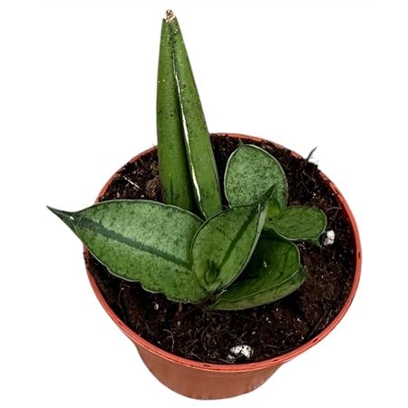 Sansevieria Rookie