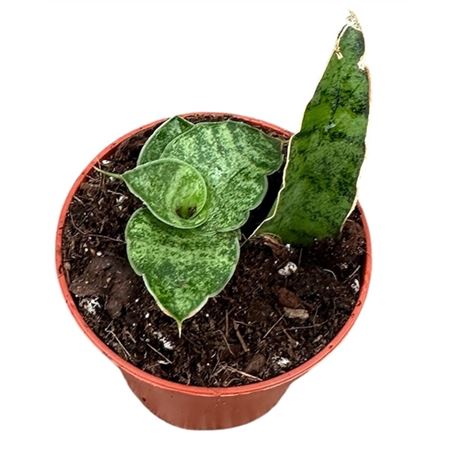 Sansevieria Snowflake