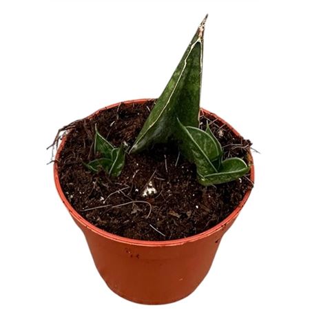 Sansevieria Table Mountain