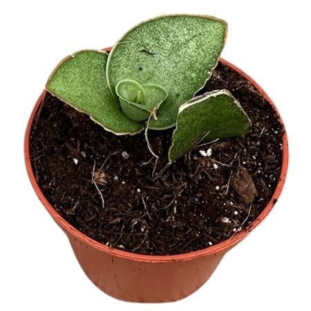 Sansevieria Tower Gray