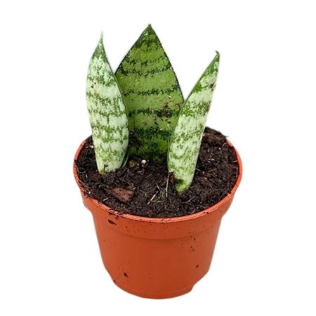Sansevieria Everest