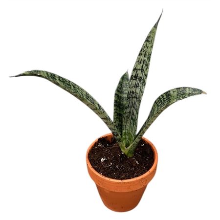 Sansevieria Everest